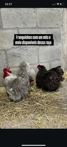 Franguinhos de mini Cochin