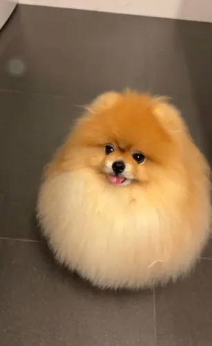 Seu novo melhor amigo pode ser um Spitz Alemão!