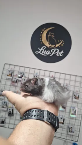 Hamster sírio