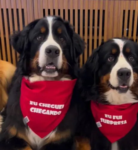 Um boiadeiro com pedigree pra vc !