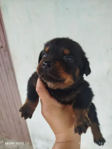 Filhote de rottweiler