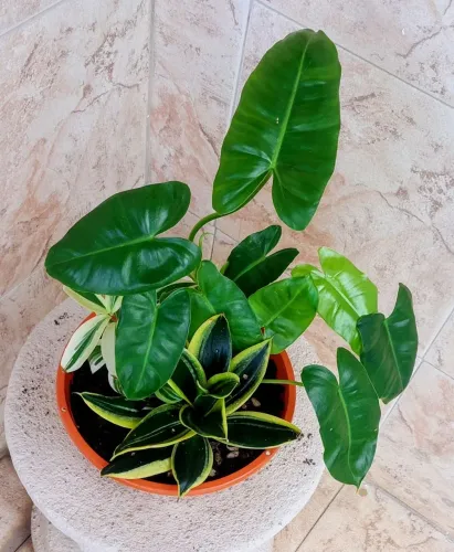 Vendo 