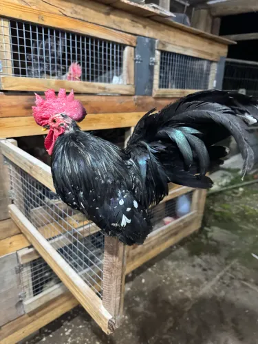 Casal Nagasaki black mottled
