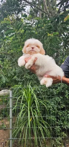 Shih-tzu branco olhos claros