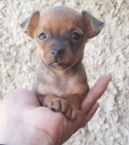 Pinscher zero macho 
