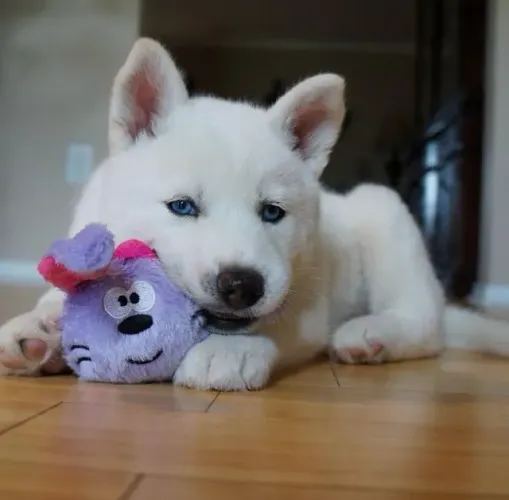 Filhotes de Husky Siberiano | O charme que você procurava.