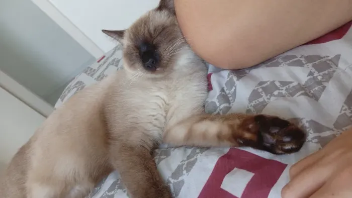 Gata adulta 