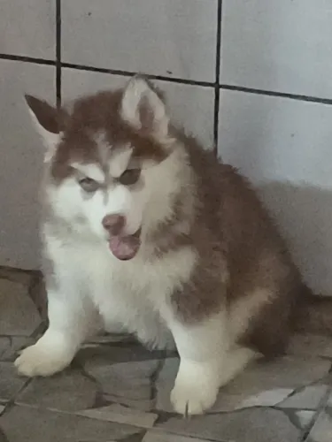 Husky Seberiano