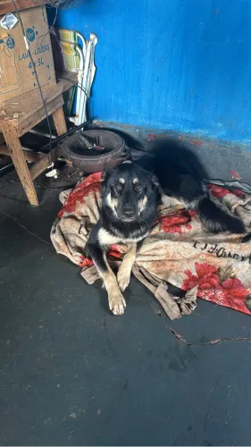 Doasse cachorra pastor alemão 