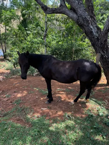 Égua manga larga machador