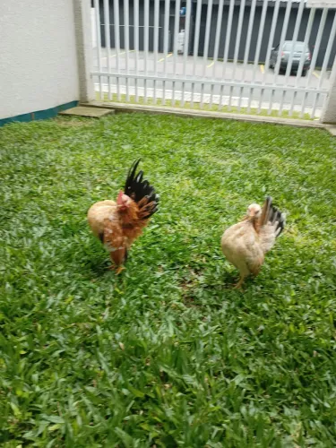 Casal de Serama 900,00