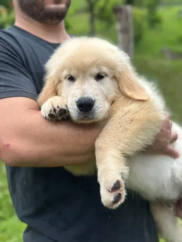 Golden Retriever Macho Pedigree CBKC