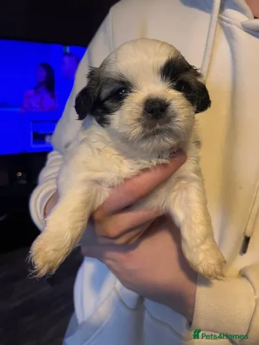 Baby shih tzu/shitzu super dócil com contrato de compra e venda