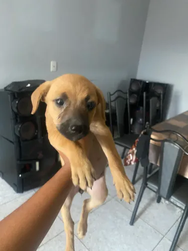 Doa-se cachorrinha fêmea 