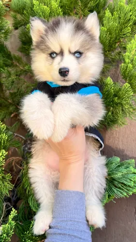 Filhotes de Husky Siberiano Puros - Excelência e Procedência! ?