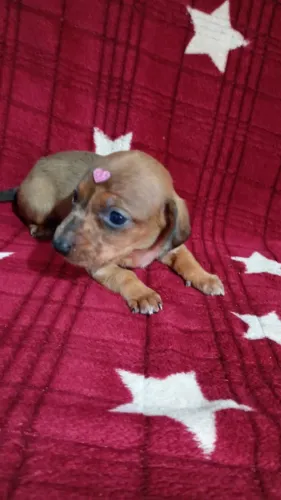 Dachshund fêmea 