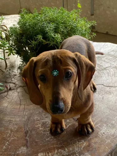Dachshund macho $1.100,00