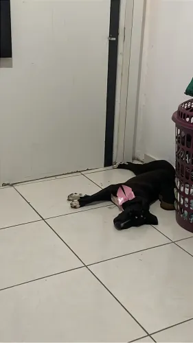 ADOÇÃO RESPONSÁVEL