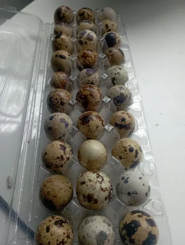 Ovos galados de codorna gigante 