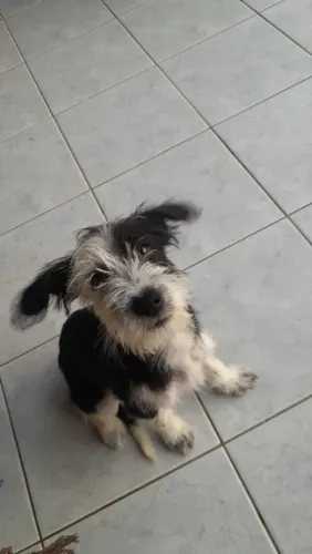 Filhote para doação