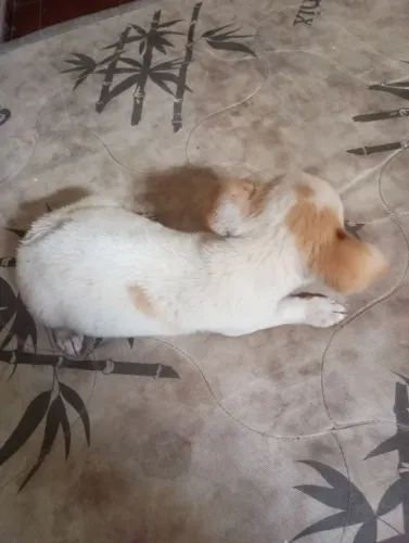 Estou doando essa cachorrinha achei na rua chamar ao ZAP *