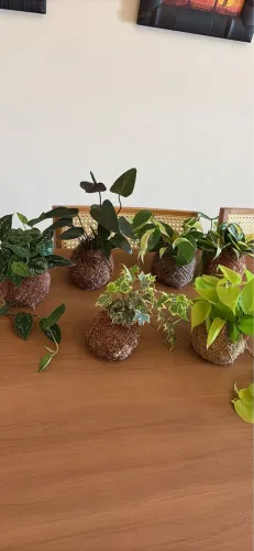 Plantinhas kokedama