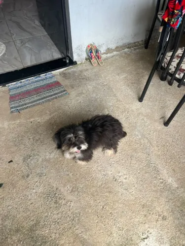 Filhote de Lhasa Apso 