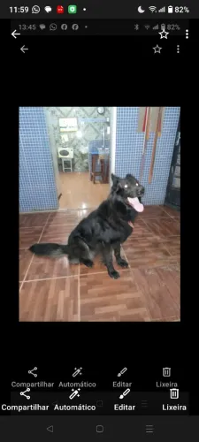 Tenho um pastor prêto pra cruza