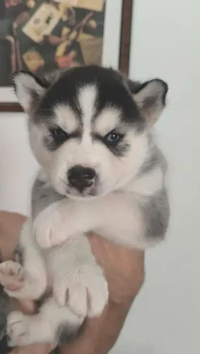 Filhote husky siberiano