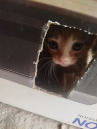 Doação de gatinhos
