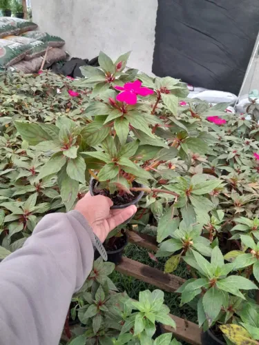 Ótima oportunidade pra vc que tem jardim, chácara, sitio. Lote com 120 vasos de beijo 