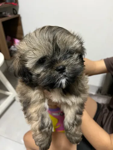 Cachorro shitszu 