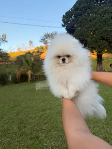 Lulu da pomerania