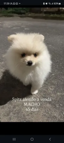Cachorro, spitz alemão, 45h dias