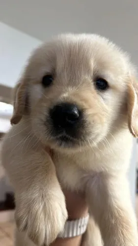 Golden perfeito