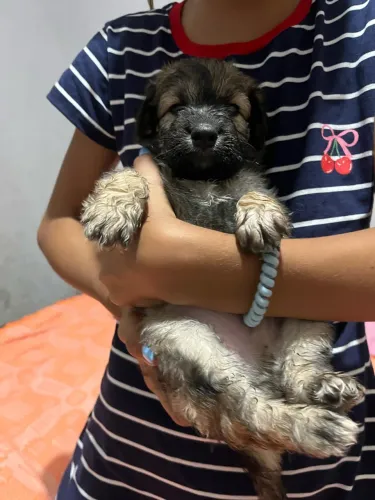 Vendo filhote poodle