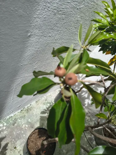 Pés de saputi produzindo e bem desenvolvidos 