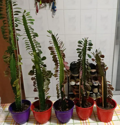 Vendo cactos