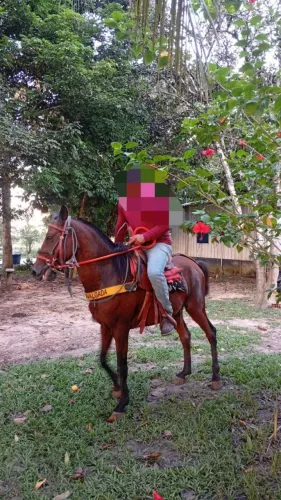Cavalo de 6 anos castrado e filho de manga larga machador em fase de conserto de rédea 