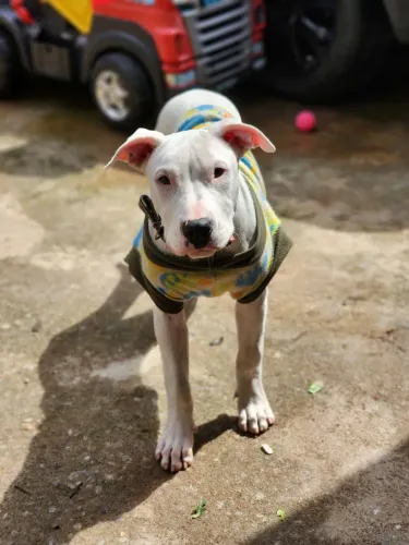 Cachorro dogo argentino 