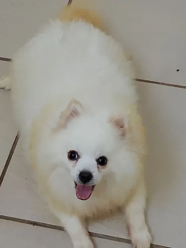 Lulu da Pomerânia 