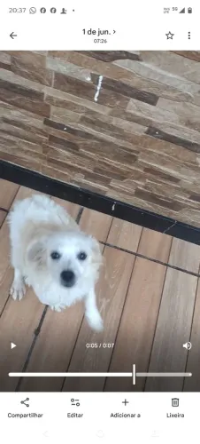 Cachorro 