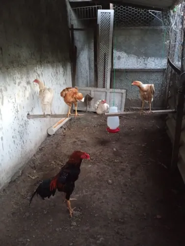 1 FRANGO E 4 FRANGAS DE RAÇA