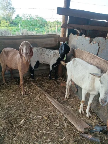 Cabras 