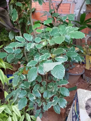 Planta da felicidade 165 de altura