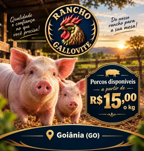 Porcos disponível á partir de 15 reais o kg