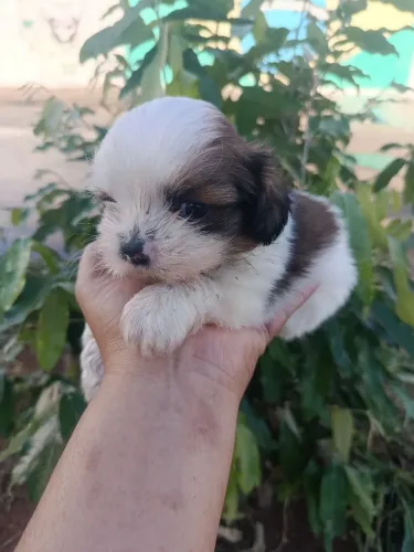  Vende _se um cachorro shih Tzu macho 