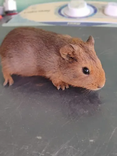 Porquinho da índia 