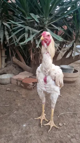 Frangos índio gigante