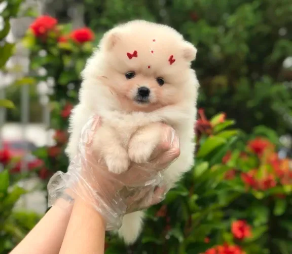 Lulu da Pomerania, 50 dias, 1 dose de vacina